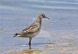 Image result for Calidris acuminata