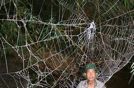Image result for World Biggest Spider Web