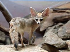 Image result for Cool Rare Animals