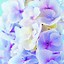 Image result for Flowers with Pink Purple and Blue