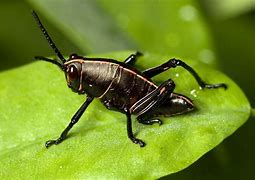 Image result for Black and Red Grasshopper