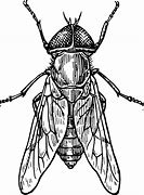 Image result for Black and White Fruit Fly Clip Art