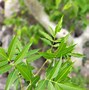 Image result for Bursera Collina