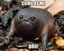 Image result for Toad Animal Meme