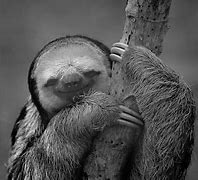 Image result for Hilarious Sloth