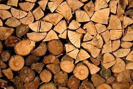 Image result for Tree Pulp