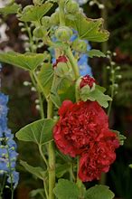 Image result for Alcea rosea majorette scarlet