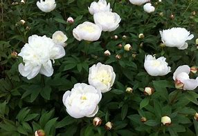 Résultat d’images pour Paeonia Immaculée (Lactif-SD-Group)