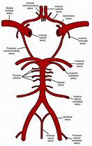 Image result for Brain Blood Circulation
