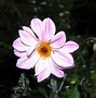 Image result for Dahlia Bishop of Leicester