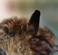 Image result for Little Brown Bat