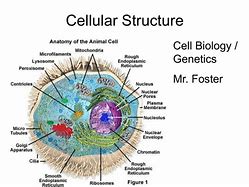 Image result for Cellular Structure Azzerescence