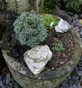 Image result for Picea pungens Pali