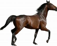 Image result for Horse Side View No Background