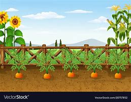 Image result for Carrot Plant Clip Art