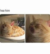 Image result for Free Him Cat Meme