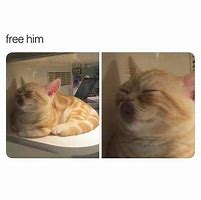 Image result for Free Him Cat Meme Box