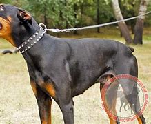 Image result for Doberman Spiked Collar