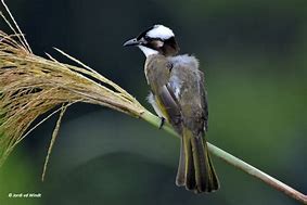 Image result for Chinese Bulbul