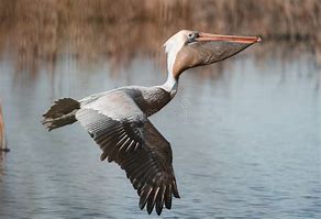 Image result for Pelican Flying Swamp