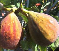 Ficus carica Brunswick-க்கான படிம முடிவு