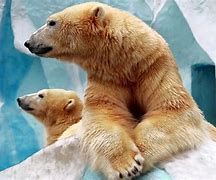 Image result for Animal Wallpaper