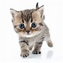 Image result for Free Pictures of Kittens
