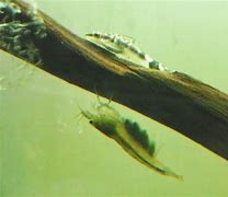 Image result for Amano Shrimp