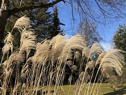 Image result for Garten Februar