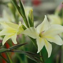 Image result for Gladiolus colvillei Albus