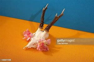 Image result for Underside Deer Skull