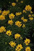 Image result for Helianthus Table Mountain ®