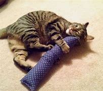 Image result for Catnip Kicker Toys for Cats