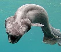 Image result for Weird Fish