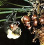 Image result for Mariana Fruit Bat