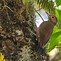 Image result for Veniliornis Picidae