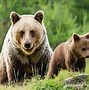 Image result for Cute Baby Cubs