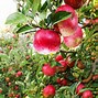 Image result for Pink Lady Apple Season