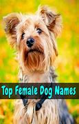 Image result for Adorable Female Dog Names