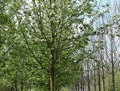 Image result for Malus domestica Rode Boskoop