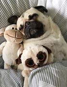 Image result for Funny Sleeping Pug Puppy