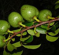 Image result for Pond Apple