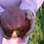 Image result for Apple Picking