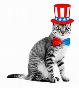 Image result for Uncle Sam Cat
