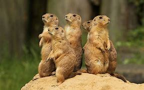 Image result for Prairie Animals List