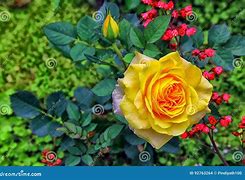 Image result for Golden Rose Bud