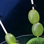 Image result for Green Mesh Fruit