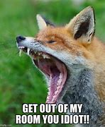 Image result for Taxidermy Fox Reaction Meme