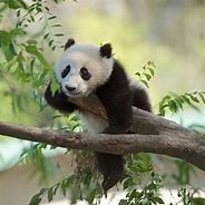 Image result for Panda with Chinese Hat PFP