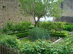 Image result for medieval gardens plant